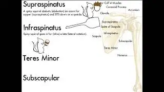 Rotator Cuff Muscles Explained in a Picture