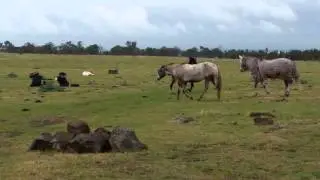 Hermes joins the big paddock 2