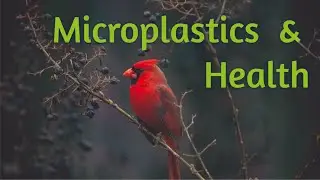 Microplastics and Health: The Invisible Threat Exposed #microplastics