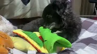 공부중