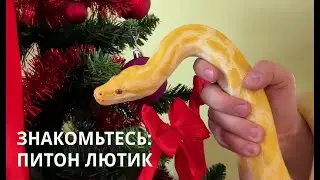 Выбран символ 2025 года!