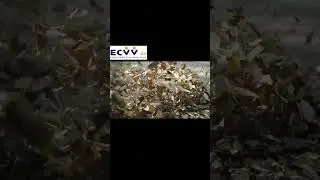 ECVV Leaf Blower 750W 13,000 RPM Review