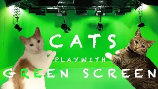 CATS PLAY WITH GREEN SCREEN!!