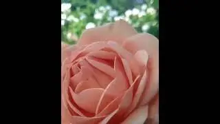 Роза Чарльз Остин .