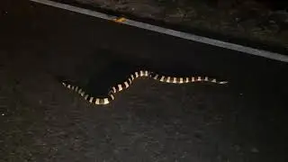 banded krait,sakhamuthi