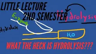 Little Lecture 2nd Semester:  WHAT THE HECK IS HYDROLYSIS???