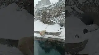 Московский зоопарк ,белый медведь 🐻‍❄️! 