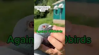 National winner of 2024 | Yearling | Racing pigeons #birds #shorts #viralshorts #pigeon #palomas