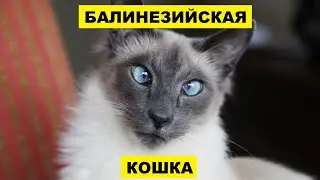 Балинезийская кошка плюсы и минусы породы | Породы кошек | Балинезийская порода кошек | Кошки