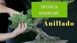bonsai técnica especial Junípero #bonsaimedellin #bonsaicolombia #bonsailovers #bonsaichile #bonsai
