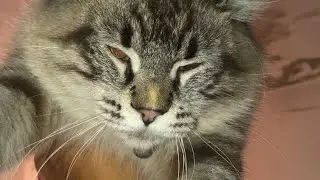cats fails completion 
