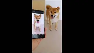 Cute Cats Funny and Cute Cat & Dog Videos Compilation