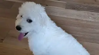 Coton De Tulear @Milodaboss teddy bear!