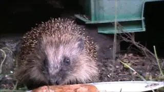 HEDGEHOG COMES OUT AFTER HIBERNATION