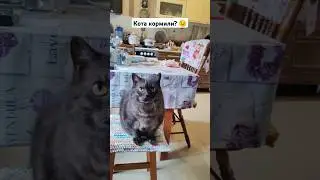 Накорми кота! 😍
