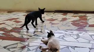 Kittens play I Too cute I What is the cutest kitten