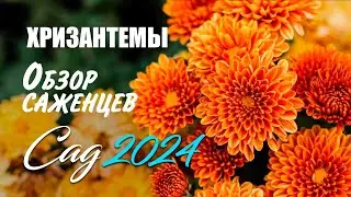 Хризантемы 2024. Обзор саженцев