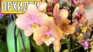 New Delivery | Crystal Orchid