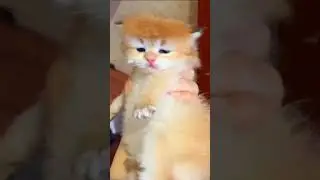 Кого-то он мне напоминает. #trump #donaldtrump