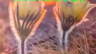 сахам сирин сайына
