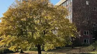 Rio ASHUTOSH No Copyright Music 2022 Dj Snolle