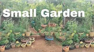Small Garden