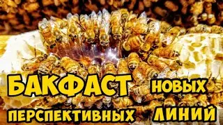 🔴Новые перспективные линии Бакфаст!🔴