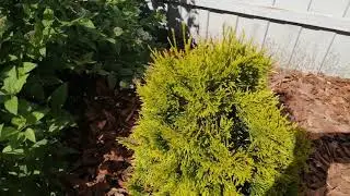 Моя коллекция желто-хвойных туй!