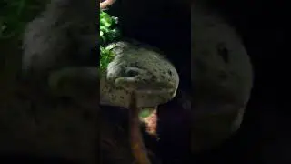 Подписывайтесь на нашу группу "Аксолотль" в ВК.