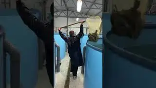 очередная сортировка форели.