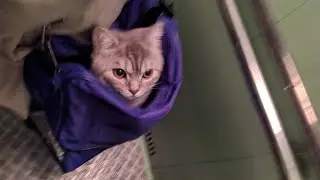 Кошачья прогулка 2