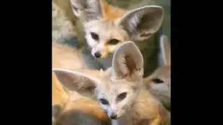 Alison Krauss - Baby Mine