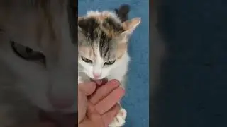 необычная реакция кошки на мумиё