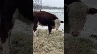 Телята бычки