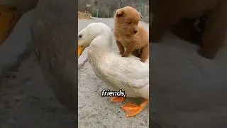 A Puppy’s Friendliness(with Duck, Chicken, and Pig)