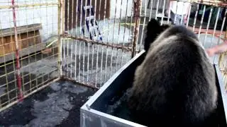 медведь купается в ванне