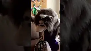 A Human Living With A Furry Part 1
