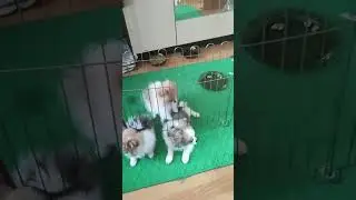 Померанский шпиц побег