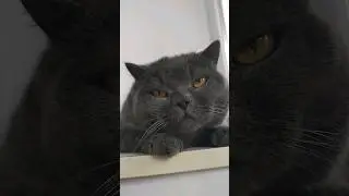 #cat #котики #кот #британец #cats