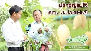 ปราชญ์แม่โจ้ ตอน มะม่วงแฟนซี