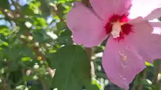 Утренняя прогулка с заводчиком корги)