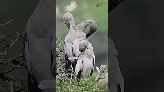 Ready to fly - Young Asian Openbill Stork  at Nelapattu Bird Sanctuary #youtubeshorts #shorts