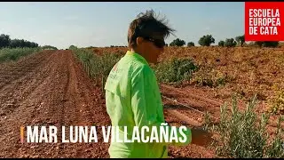 Formación olivar súperintensivo