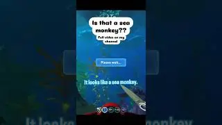 Is that a sea monkey 