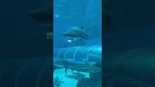 Shark  Tank