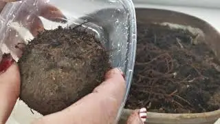 Пора будить клубни бегонии