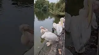 Pelicans in St James's Park, London