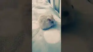 моя семечка 🐹🐹🐹🐁