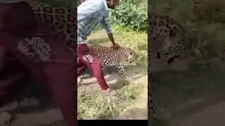Leopard drunk in brewseky 