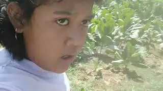 JOICEKA NGEVLOG DI PERKEBUNAN TEMBAKAU